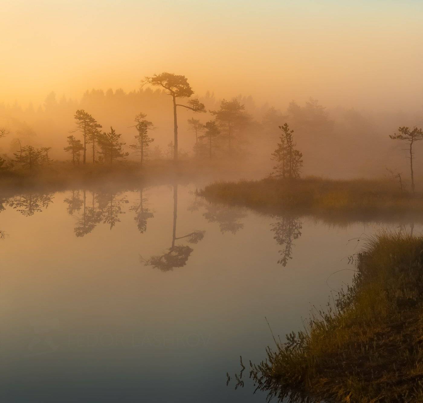ленинградская область, рассвет, лето, тепло, сосна, озеро, туман, отражение, деревья, берег, оранжевый, покой,, Лашков Фёдор