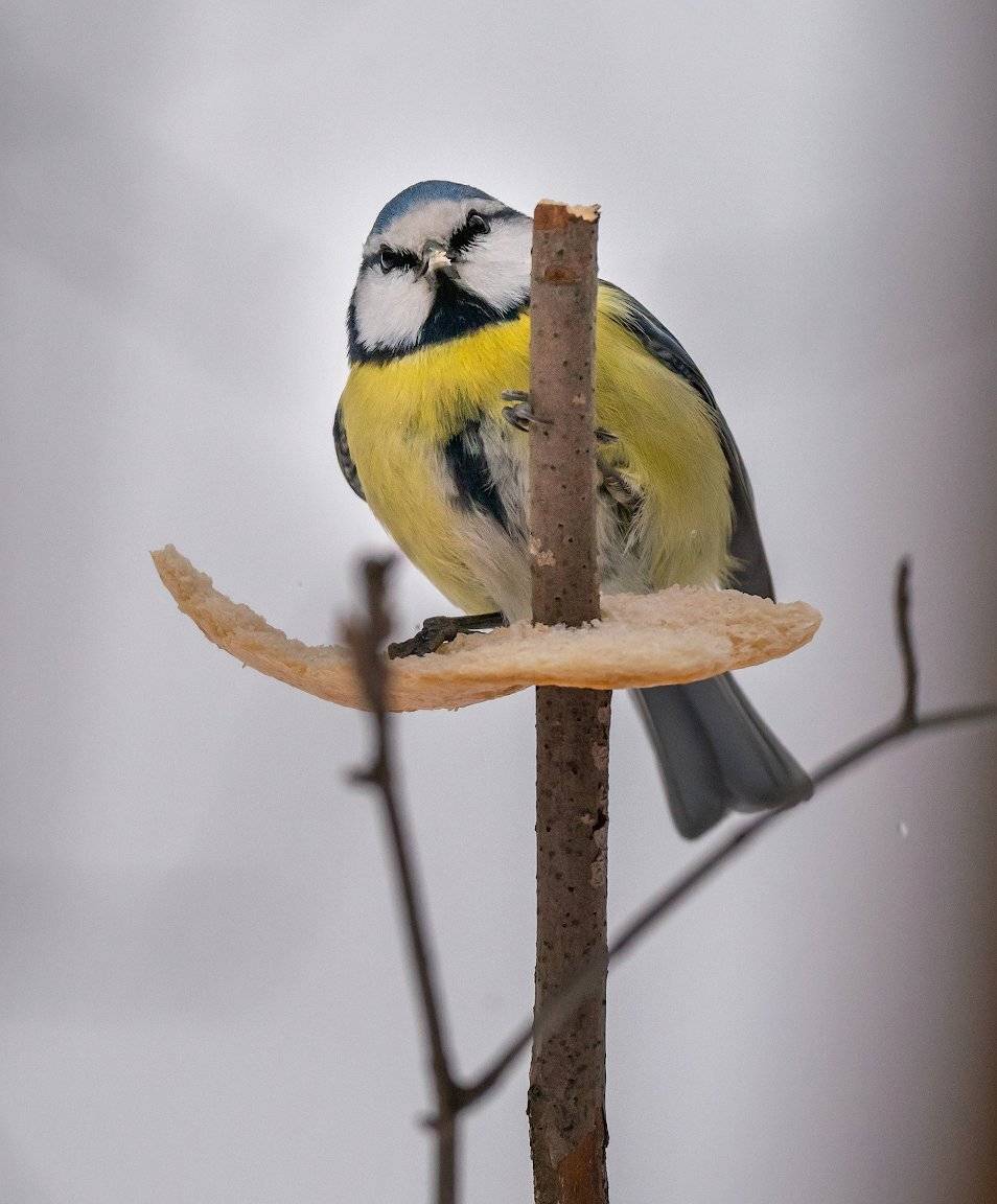 , Константин Дэм