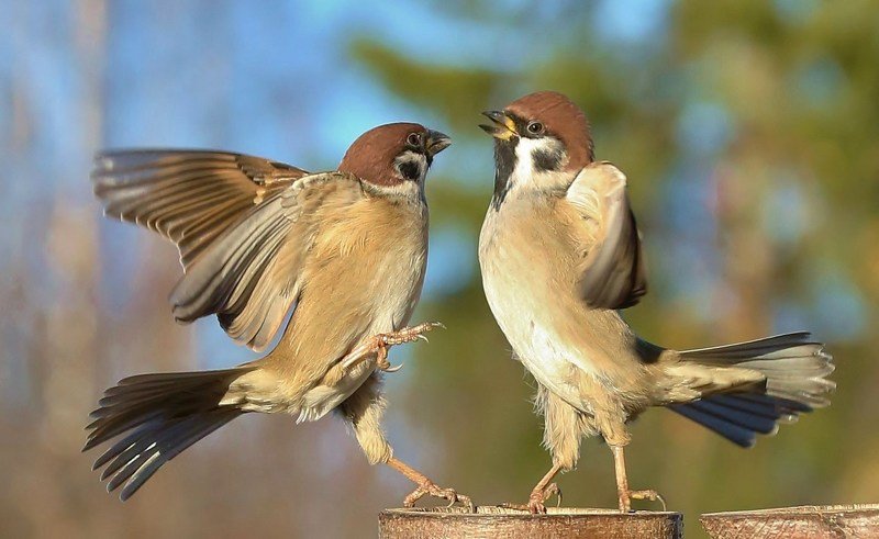 природа , птицы , полевые воробьи ***** фото превью