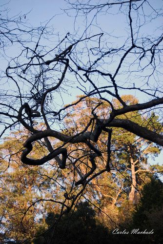 Branches in Sintra