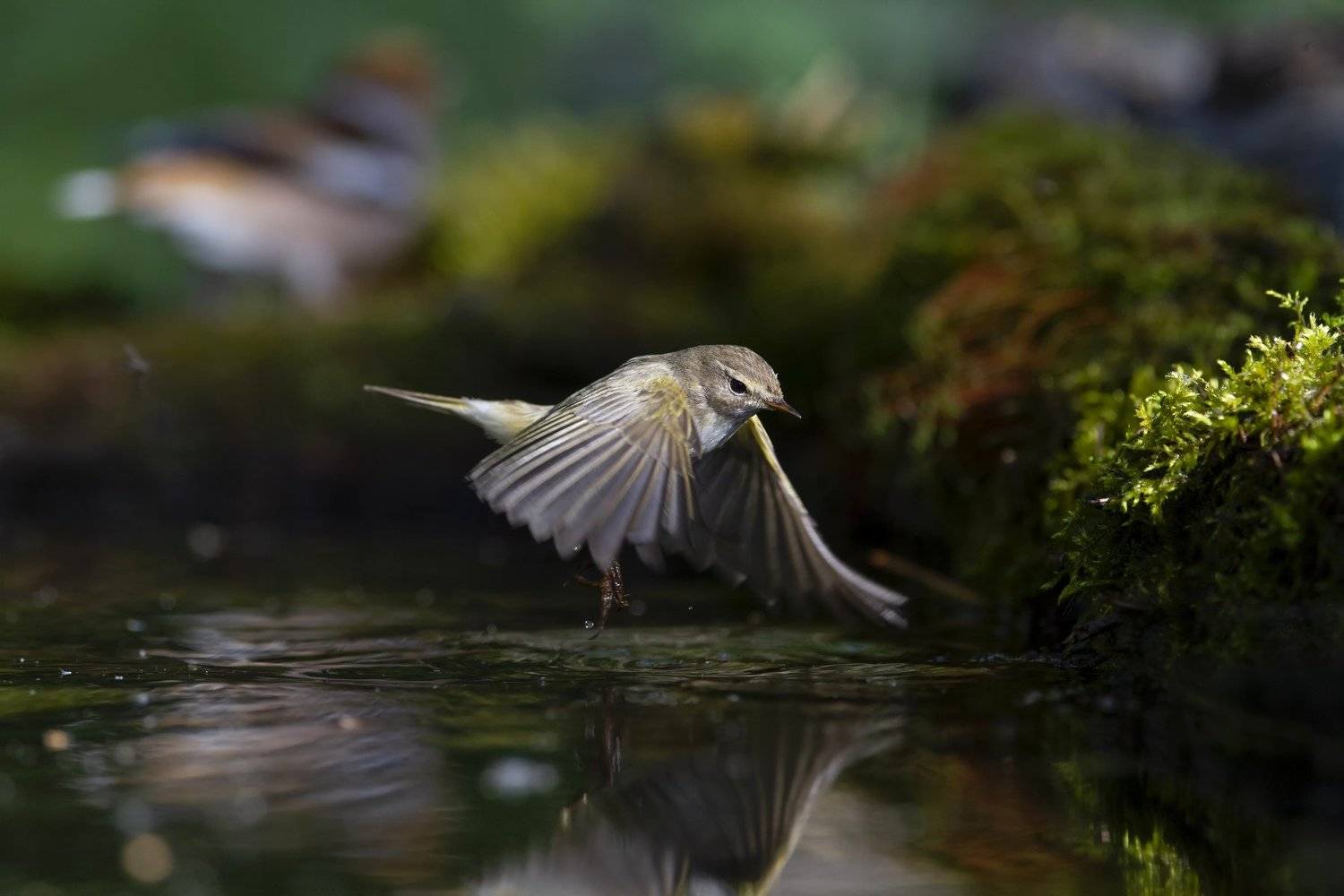 , Елена Куликова