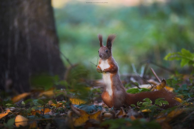 белка, лес, листья, осень  фото превью