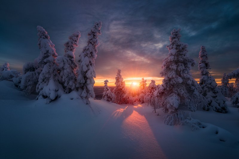 зима, снег, закат, ёлки Зимнее солнце фото превью