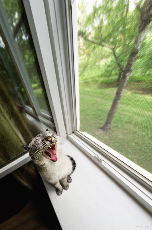 arksaf safark arks #arksaf \