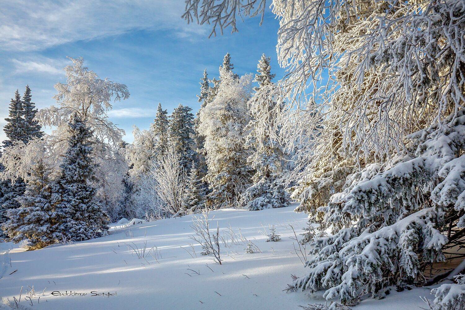 зима, снег, елки,, Сергей Евдокимов