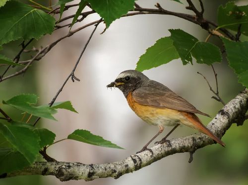 Горихвостка..
