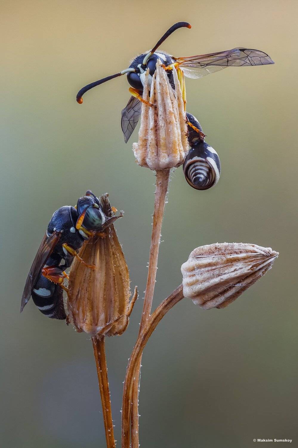 макро,стекинг,вега-11у, Максим Сумской
