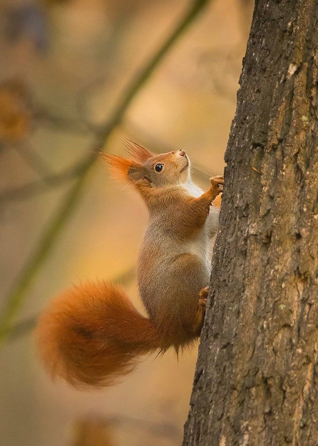 , Robert Adamec