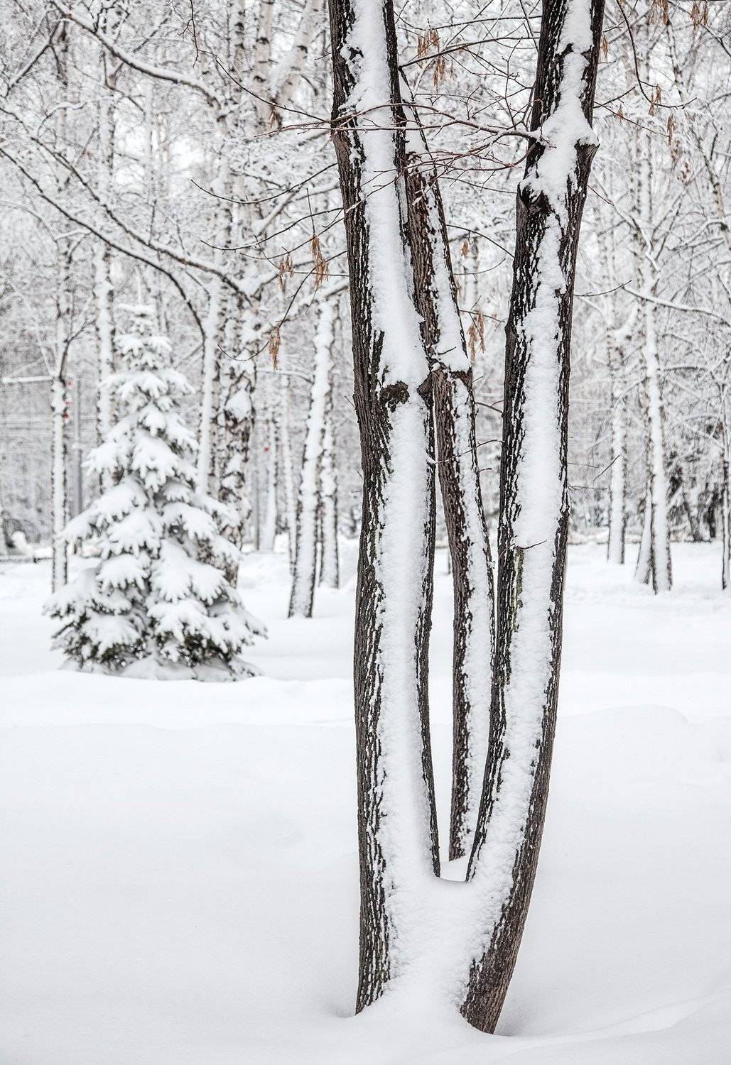 снег,зима,пейзаж,деревья, Тамара Андреева