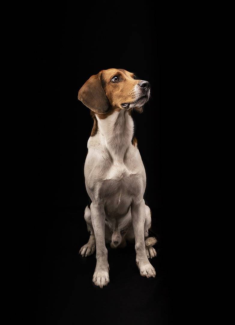 , Андрей Ляпин