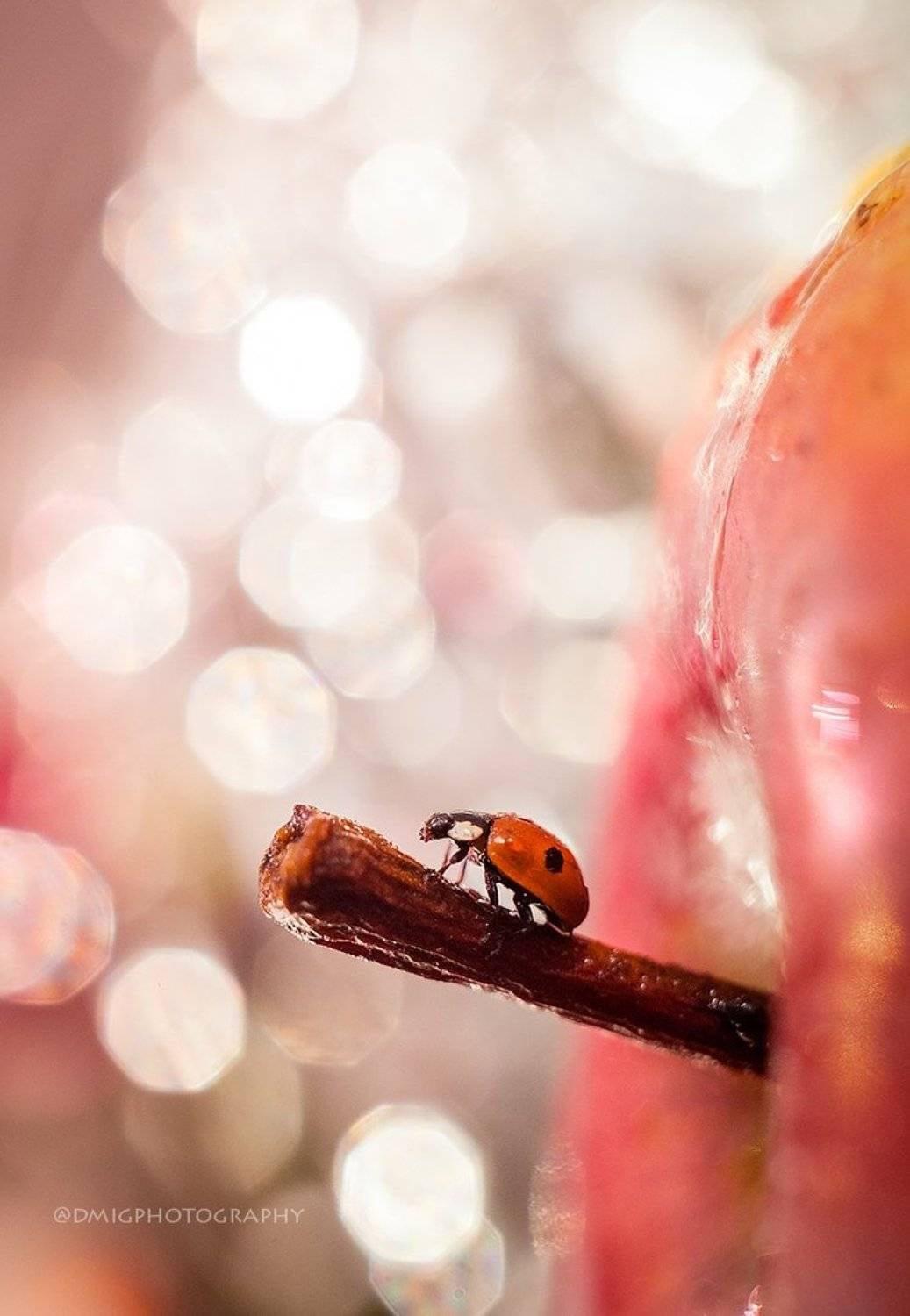 божья коровка, макро, макромир, яблоко, боке, советскаяоптика, природа, зима, цвет, , Дмитрий Гусалов