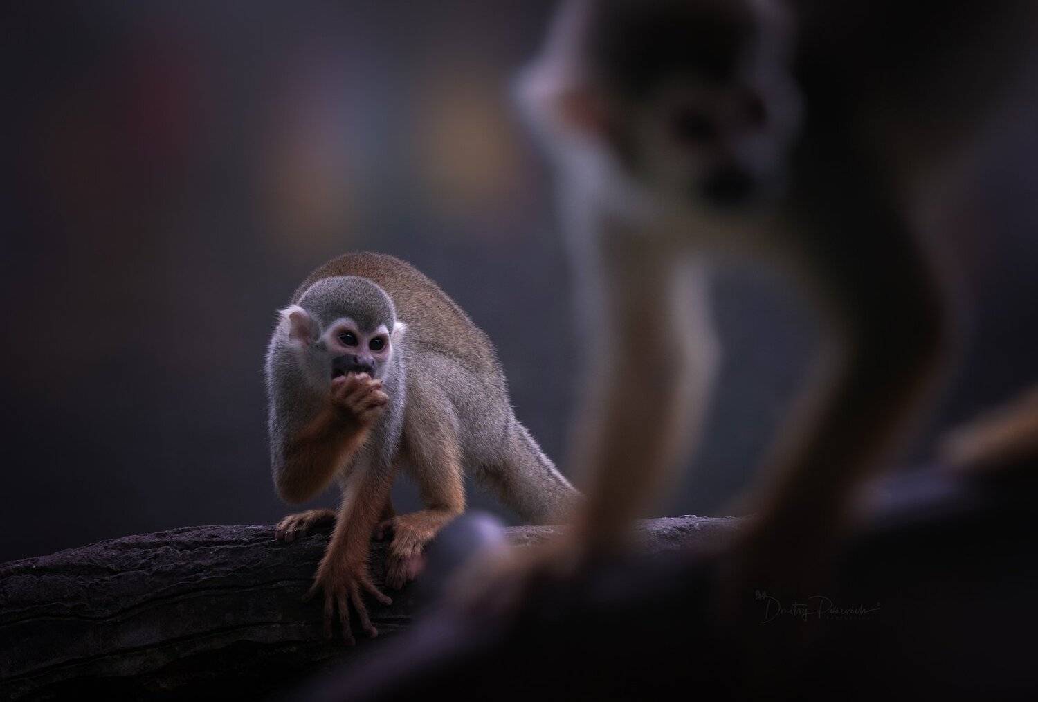 природа, животные, птицы, вьетнам, остров фукок, Дмитрий Посевич