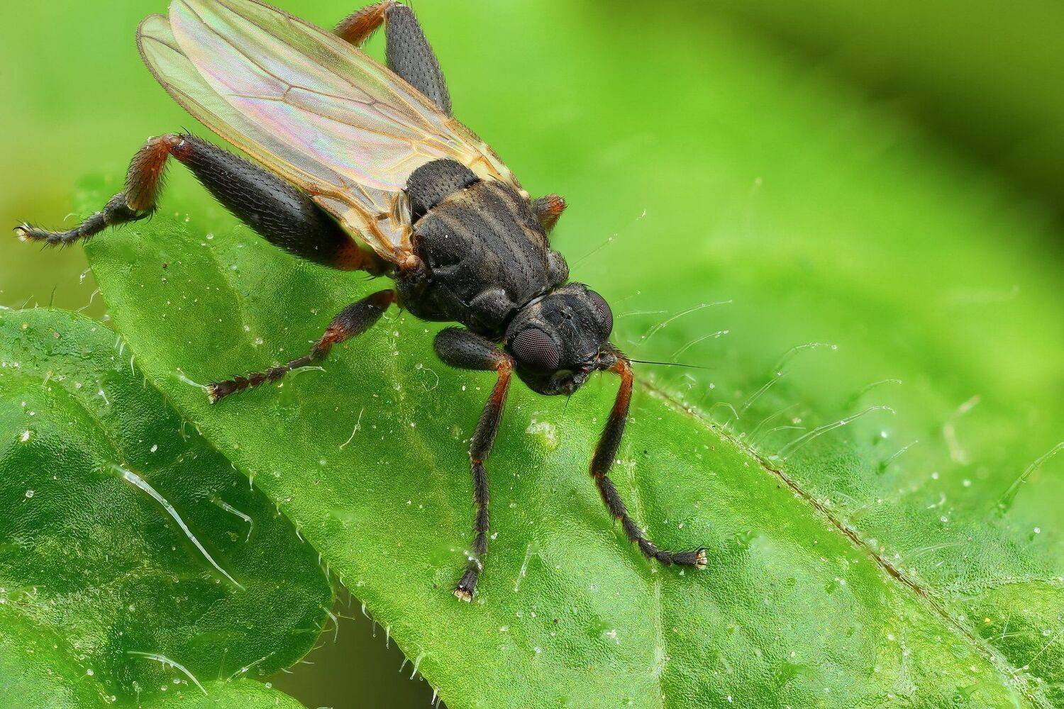 муха макро природа лист цвет зеленый растение, Андрей Шаповалов