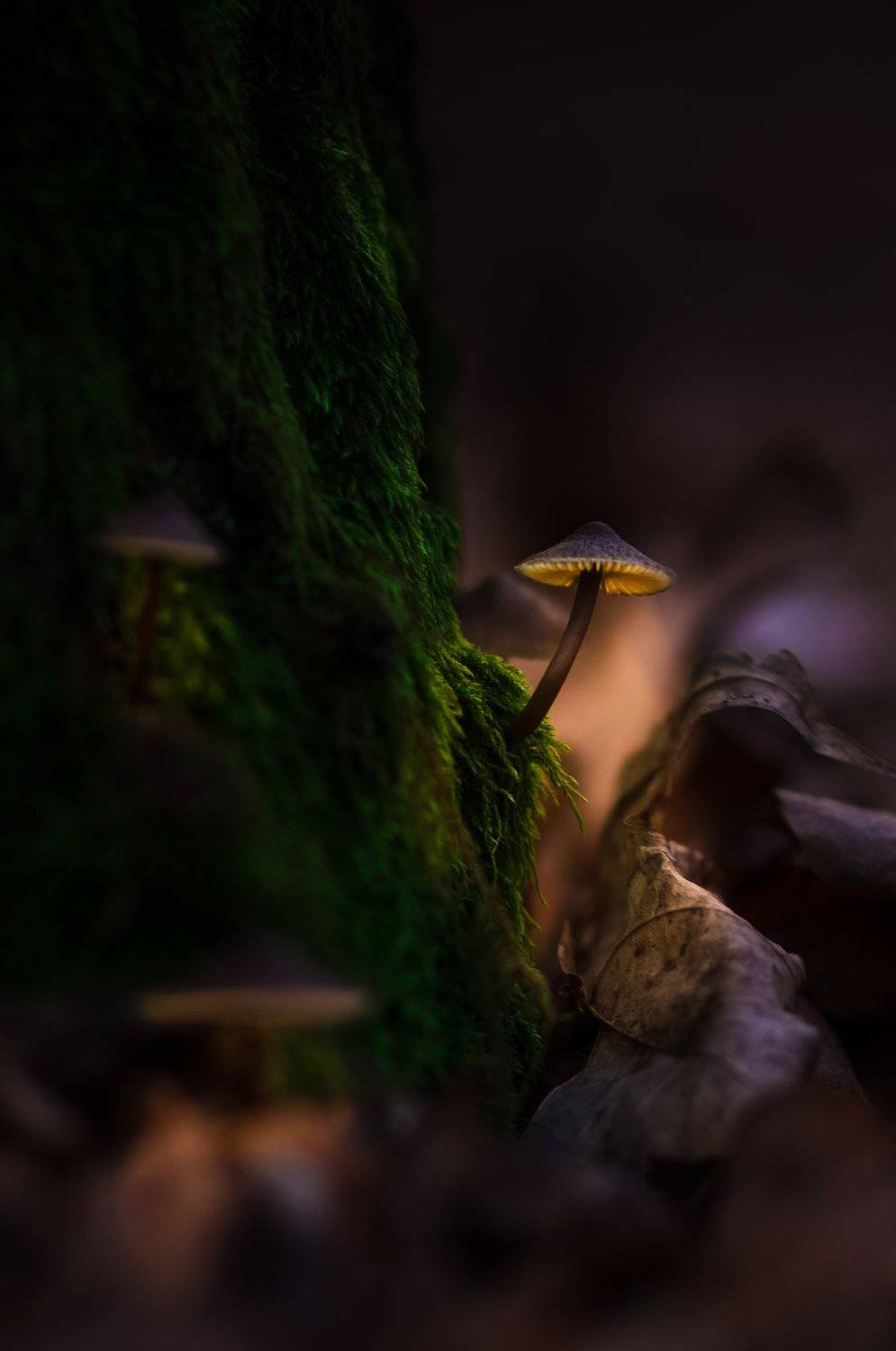 , Юлия Хворостяная