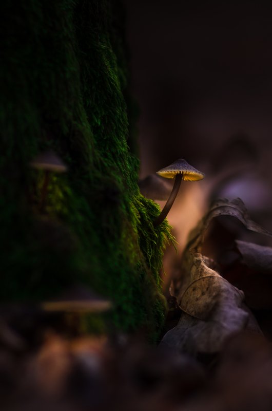 Чудо в январском лесу фото превью