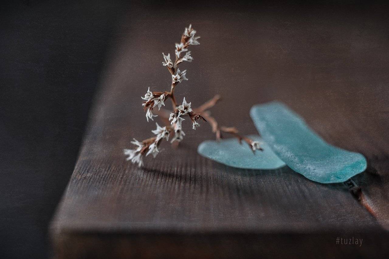 углостебельник, цветы звёздочки, гелиос 44, софт фокус, Владимир Тузлай