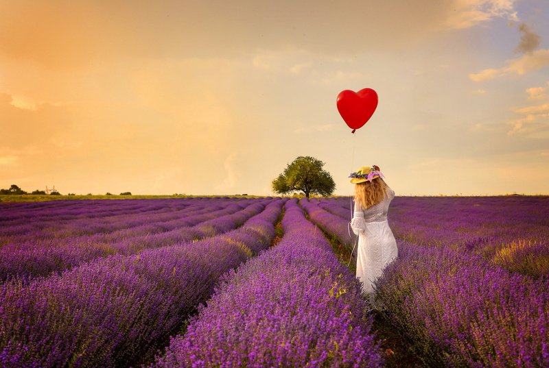 Lavender dreams фото превью