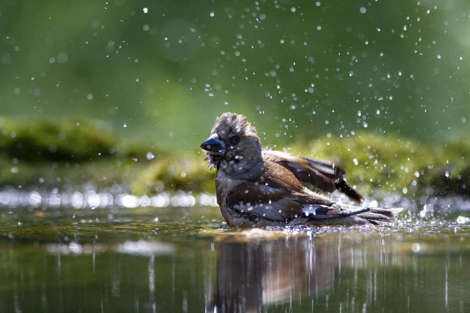 , Елена Куликова