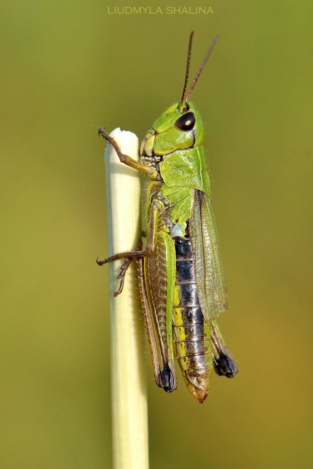 , Людмила Шалина