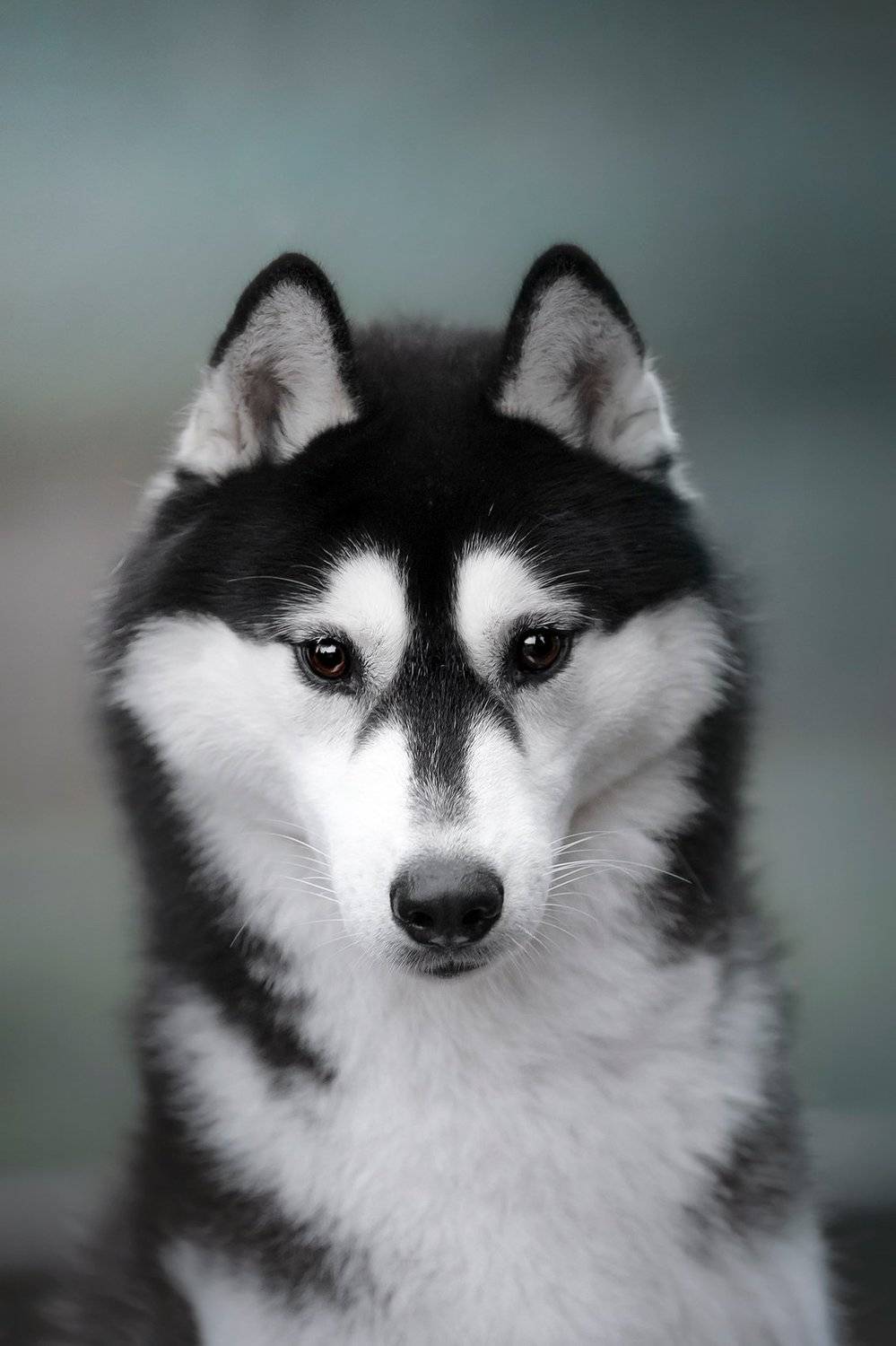 сибирский хаски, Erika Tsogoeva