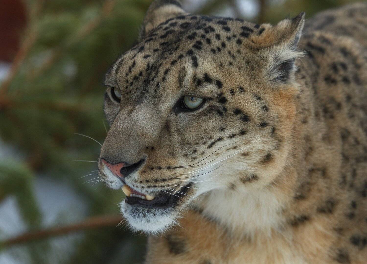 снежный барс, Олег Богданов