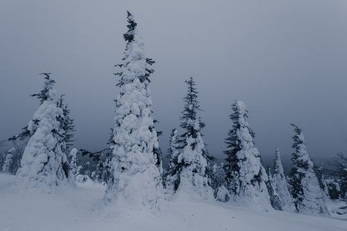 Черно-белая зима