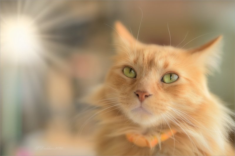 кошки, животные, портрет Light фото превью