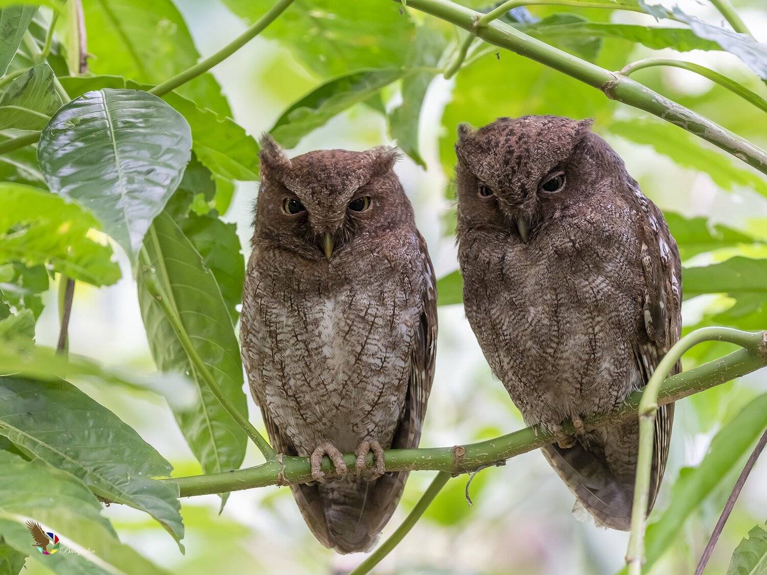 , Fernando Burgalin Sequeira