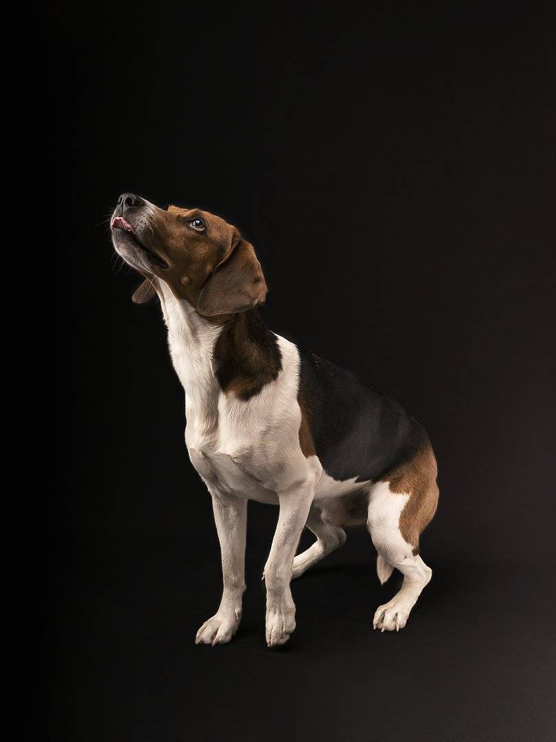 , Андрей Ляпин