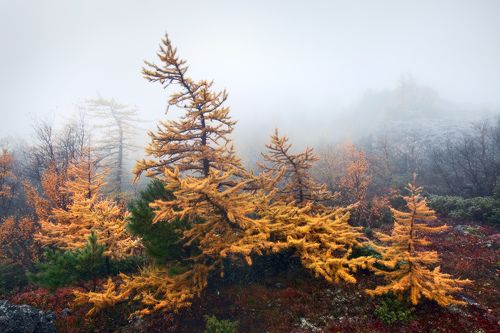 О рыжих красавицах...