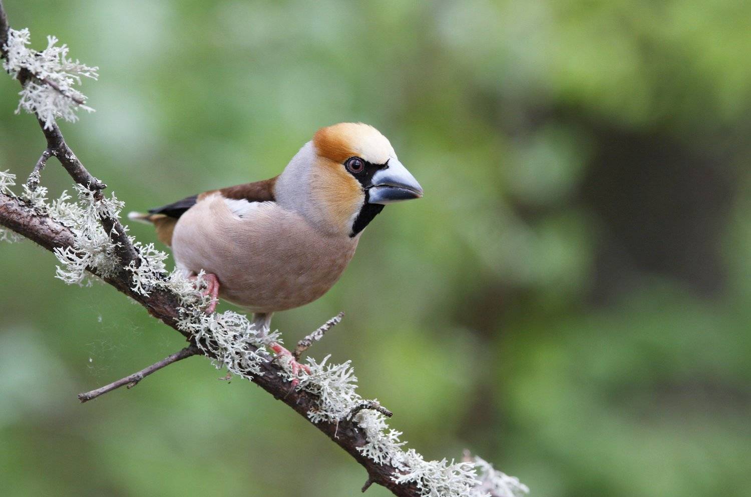 , Елена Куликова