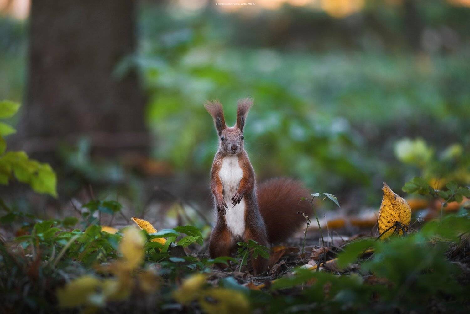 белка, осень, листья, взгляд, любопытство, природа, Slava Lucky