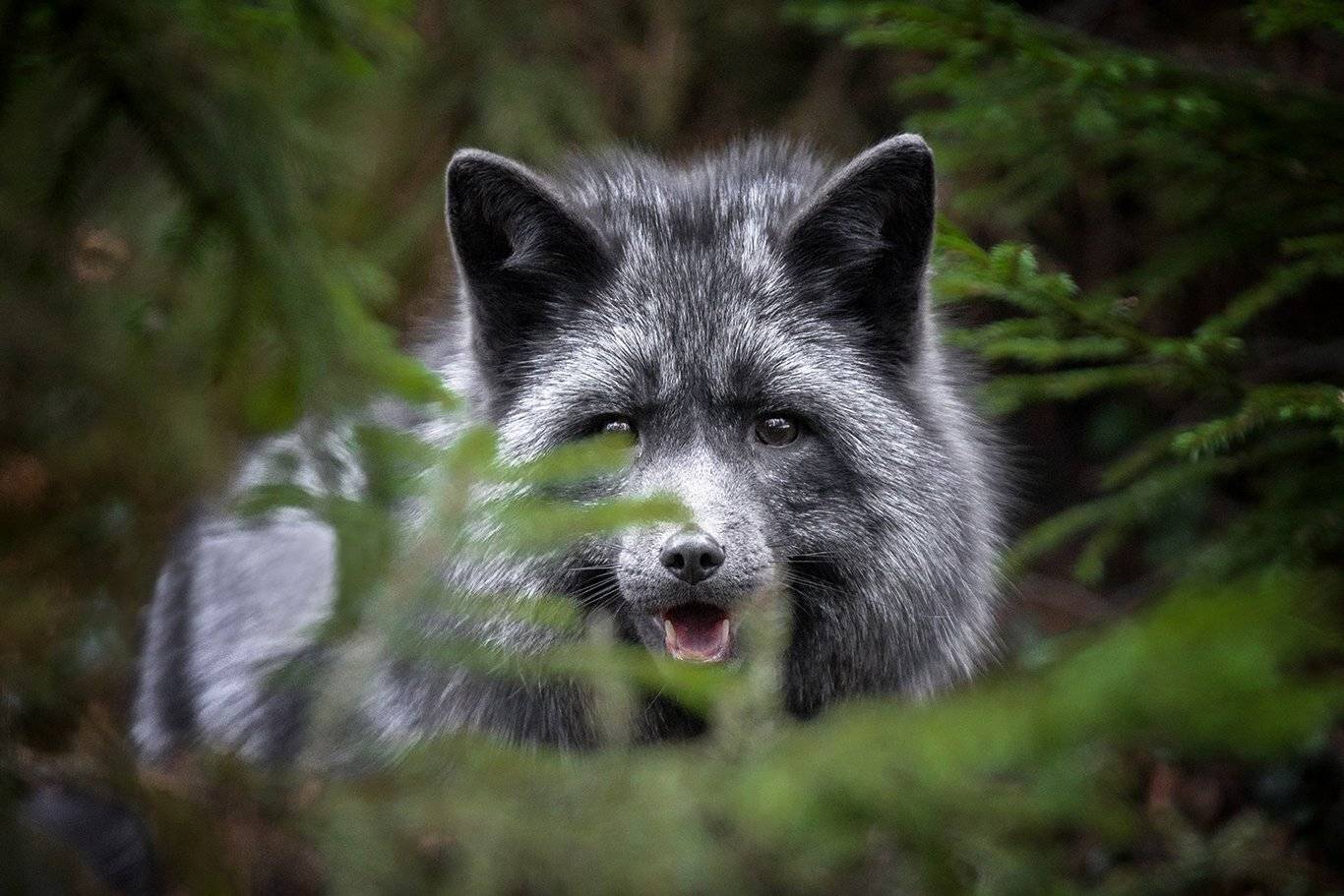 , Андрей Ершов