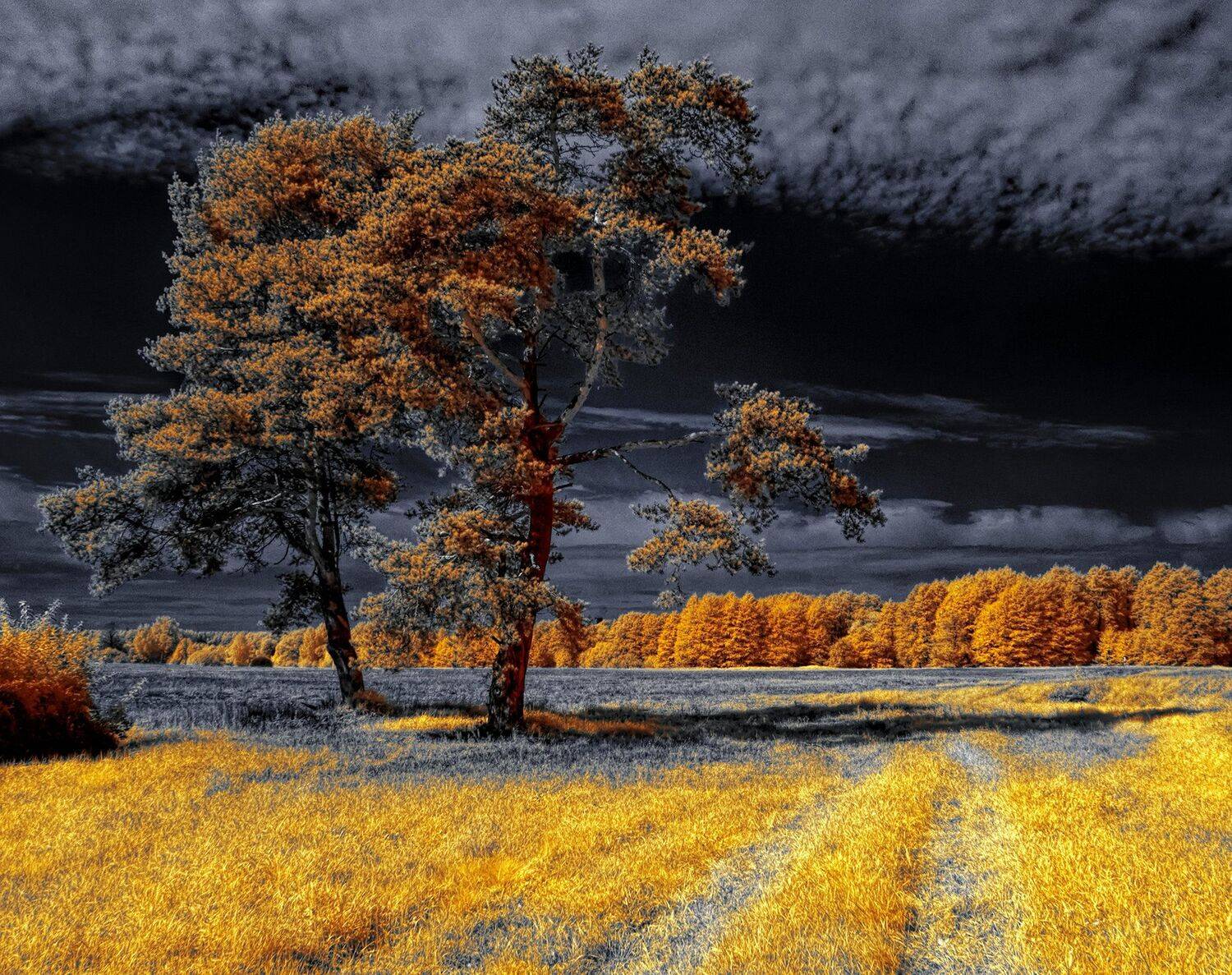 infrared,ик-фото,инфракрасное фото, инфракрасная фотография, пейзаж, лето, Sixten ( Сергей )