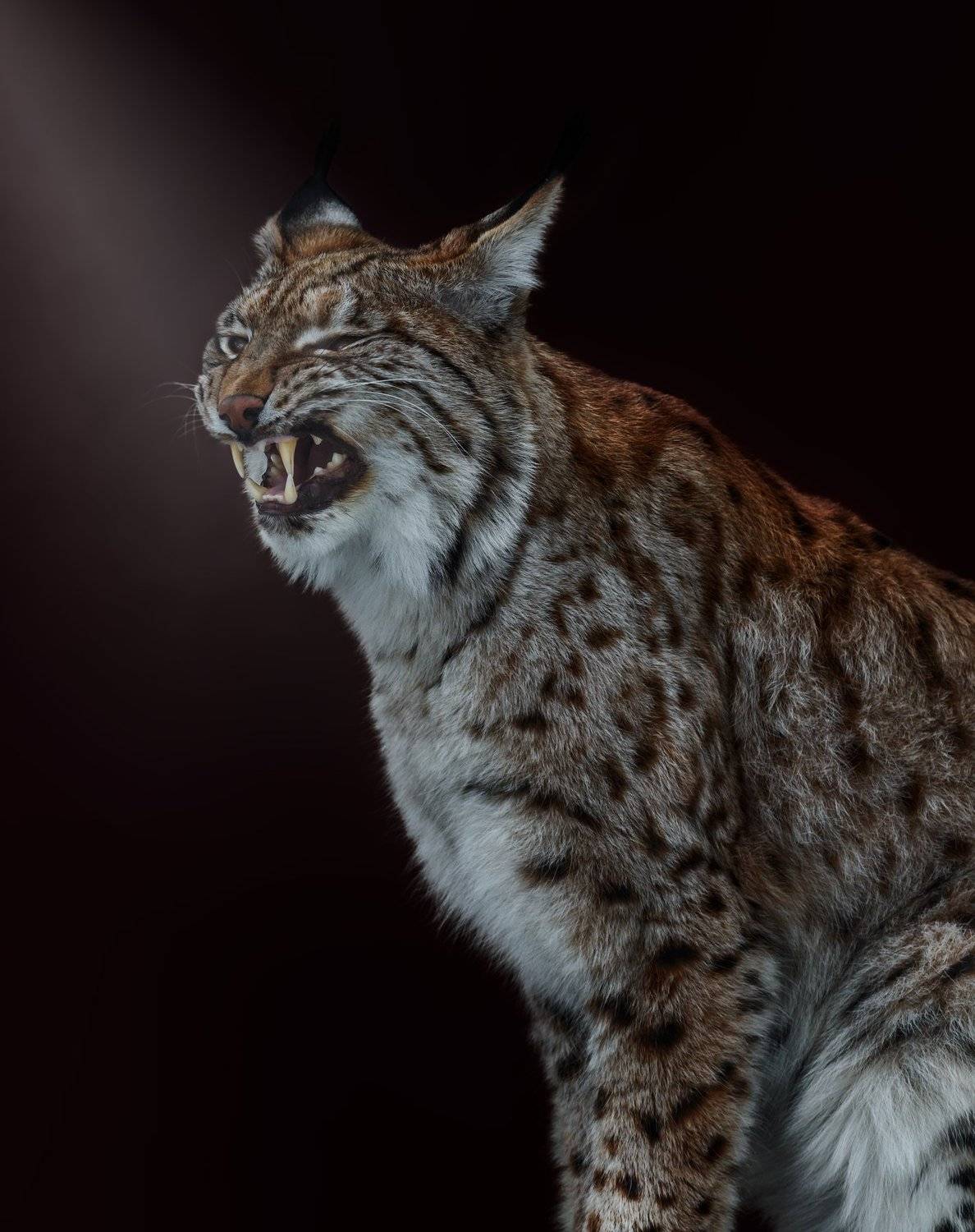 рысь, Олег Богданов