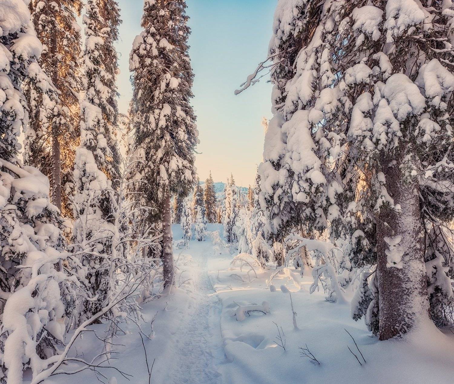 заполярье, гора, снег, ели, волосная, Владимир Липецких