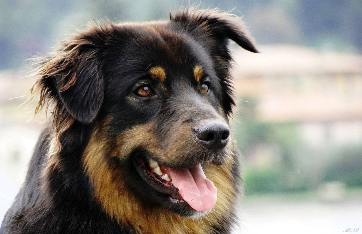 , Razgulyaev Aleksandr