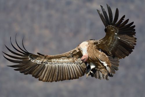 Griffon vulture