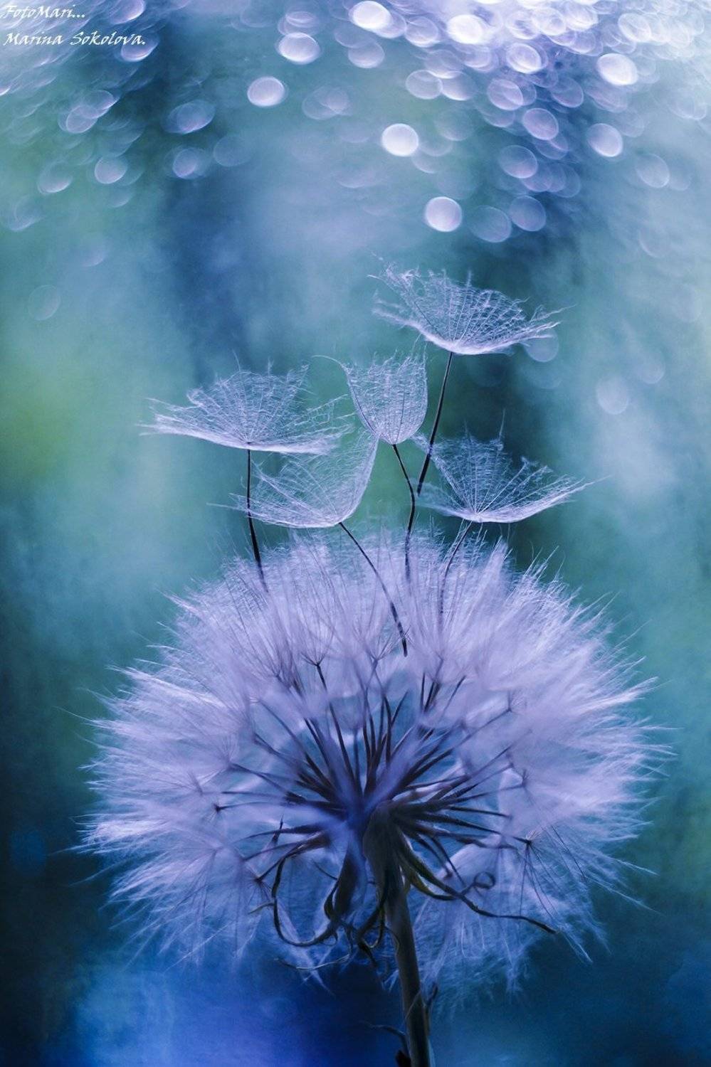 , Марина Соколова