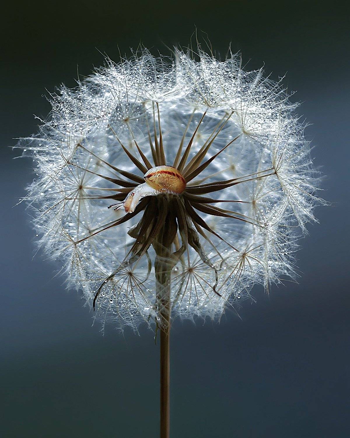 , Полина Серова