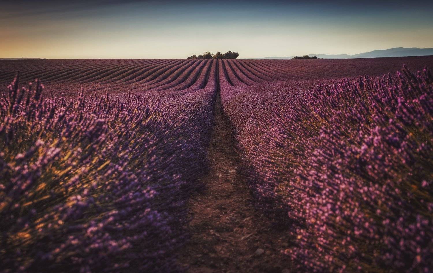 лаванда, поле, линии, Александр Безмолитвенный