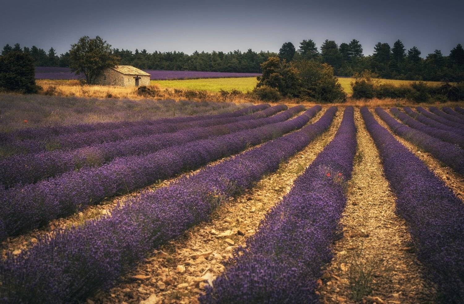 поле, лаванда, дом, Александр Безмолитвенный