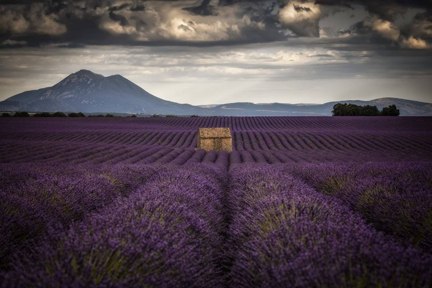 дом, лаванда, поле, горы, Александр Безмолитвенный
