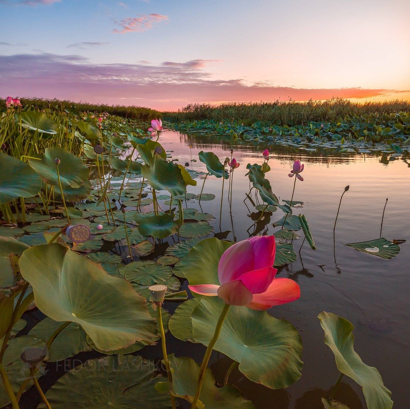 астраханская область, астраханский заповедник, река, вода, волга, рассвет, заря, лотос, лотосы, путешествие, цветок, дельта волги, небо, листья, зелёный, вода, розовый,, Лашков Фёдор
