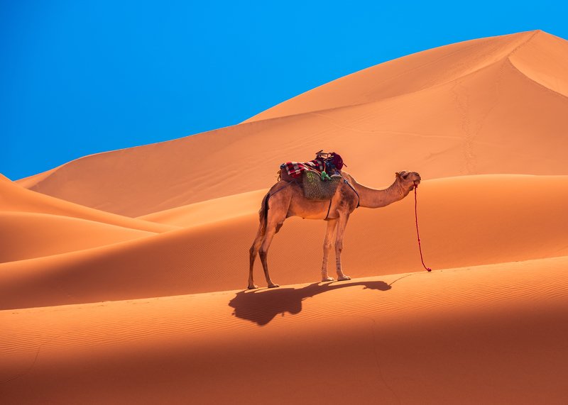 Camel, Sahara, Maroc, Sand Camel фото превью