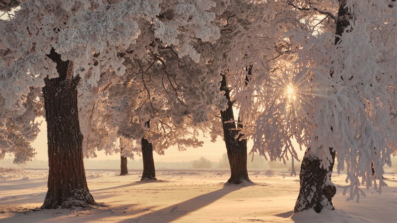 Зимний сад... фото превью