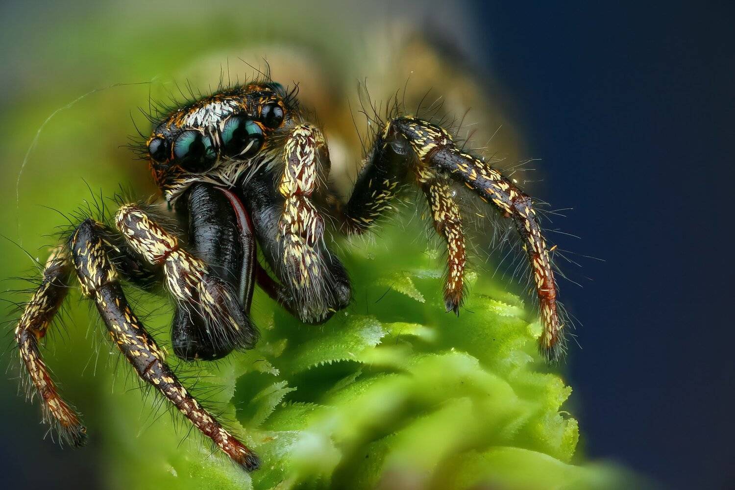 паук,макро,природа,трава,цвет,зеленый,растение,синий, Андрей Шаповалов