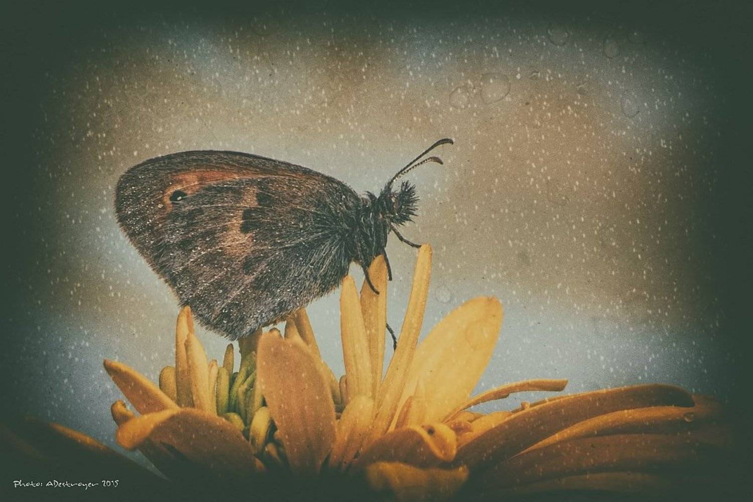 macro nature butterfly, Ryszard Lal