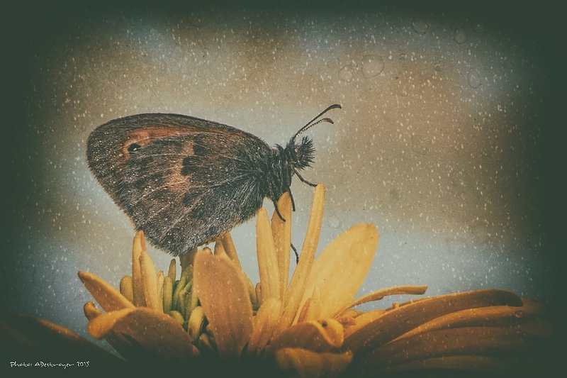 macro nature butterfly Ugly, Dirty, Old VIII фото превью