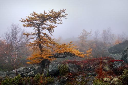 О рыжих красавицах...